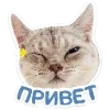 🐈