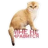 🐈