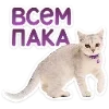 🐈