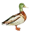 🦆