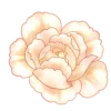 🌸