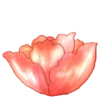 🌸