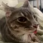 😺