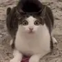 😺