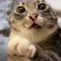 😺