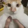 😺