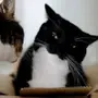Эмодзи Cats