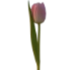 Эмодзи flowers