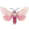 🦋