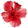 Эмодзи hibiscus flower
