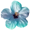Эмодзи hibiscus flower