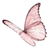 🦋
