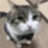 Эмодзи Котики