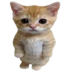 🐈