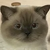 😺