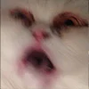 😺