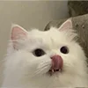 Эмодзи Кот