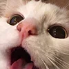 Эмодзи Кот