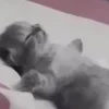 Эмодзи Котики