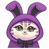 🐰