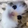 🥺