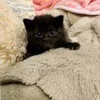 Эмодзи котеки