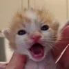 Эмодзи котеки
