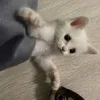 Эмодзи котеки