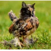Эмодзи Котосовы