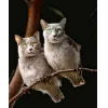 Эмодзи Котосовы