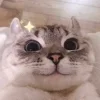 😺