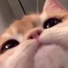 Эмодзи коты