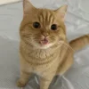 🤩