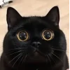 Эмодзи Котяры