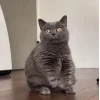 Эмодзи Котяры