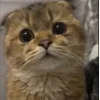 Эмодзи Котяры