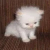 Эмодзи котя