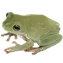🐸