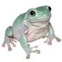 🐸