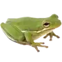 🐸
