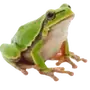 🐸