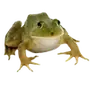 Эмодзи квакушки