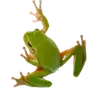 Эмодзи квакушки