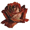 🌹