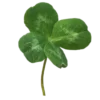 🍀