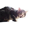😼