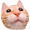 Эмодзи Microcats