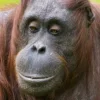 Эмодзи Monkeys