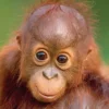 Эмодзи Monkeys