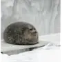 🦭